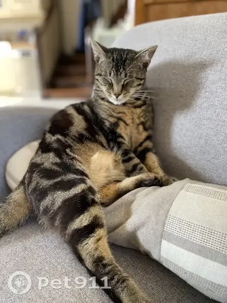 Achille, chat tigré perdu - photo