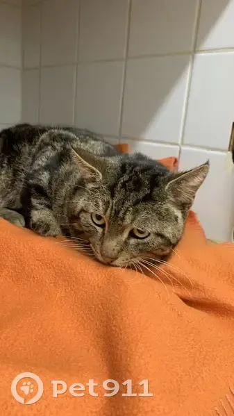 Chat empoisonné secouru à Villejuif - photo