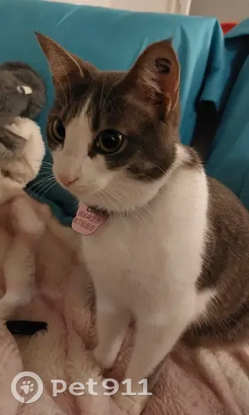 Chatte Lola tigrée perdue à Talence - photo