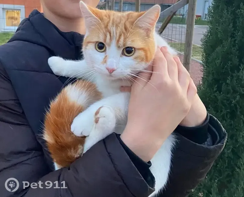 Chat roux et blanc perdu à Villerest - photo