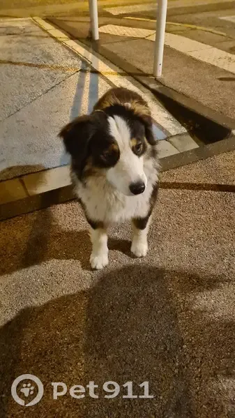 Chiot trouvé à Toulon, Grignan - photo