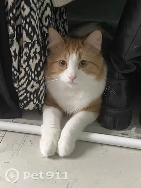 Chat blanc/roux perdu à Camiers - photo