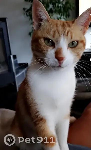 Chat roux Marou perdu à Saliers - photo