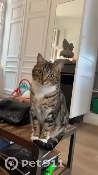 Chat tigré perdu - Lille - photo