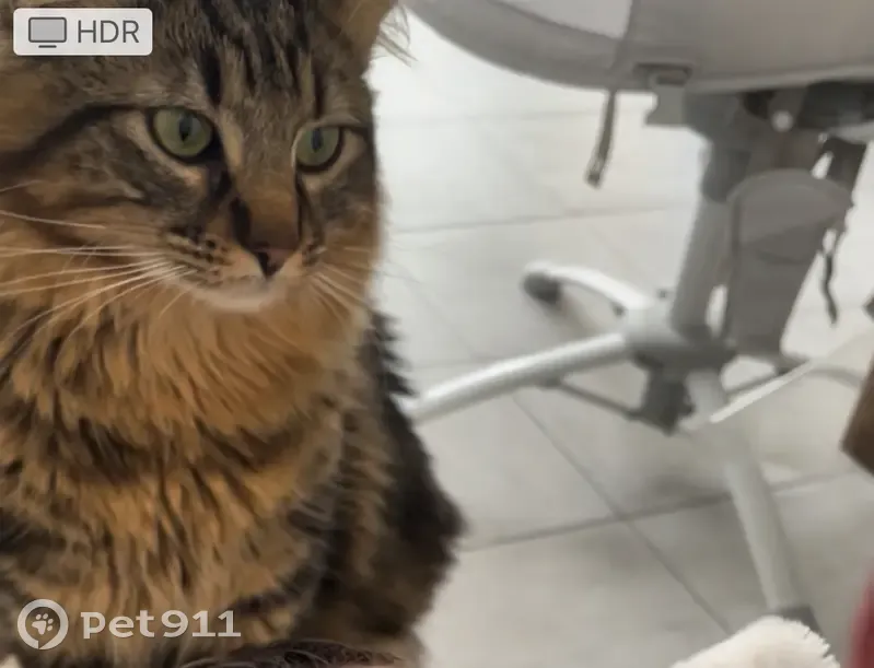 Chat tigré perdu à Plœmeur - photo