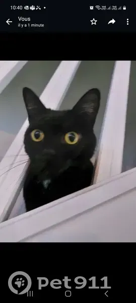 Sushi, chat noir et blanc perdu - photo