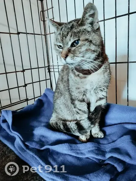 Chat aux yeux verts perdu - Urgent - photo