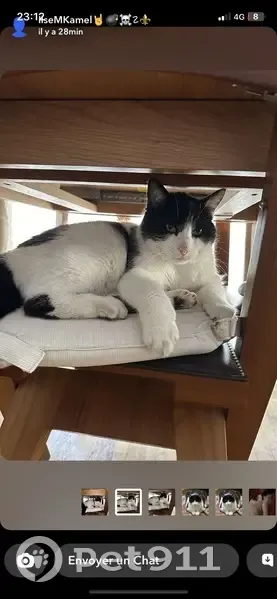 Chat blanc et noir perdu - Sayen - photo