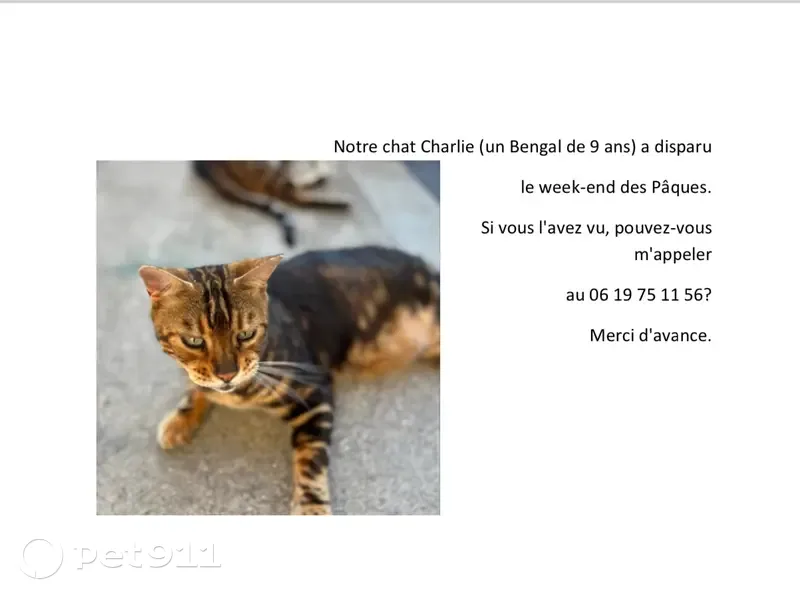 Chat Bengal perdu à Charly - photo