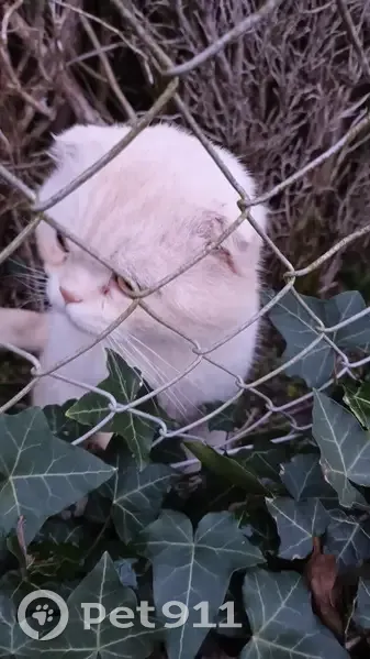 Chat errant affamé à Saran - photo