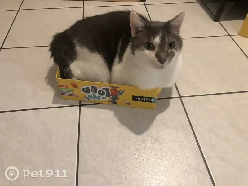 Chat perdu: Mâle 12 ans, Bachy - photo