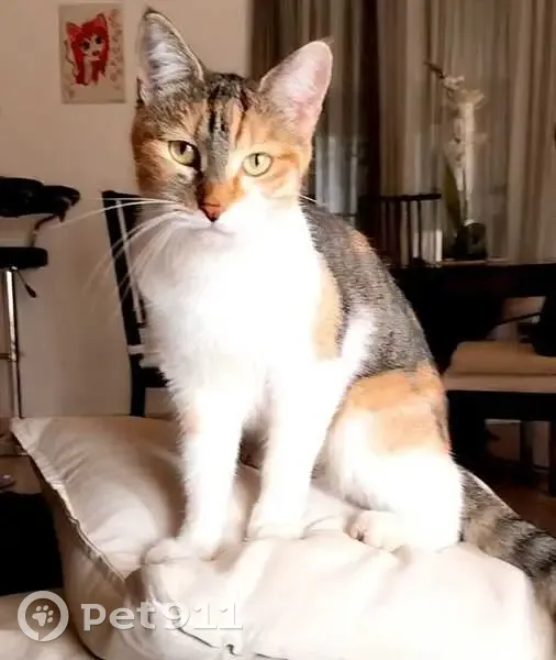 Chatte Câline perdue au Luc - photo