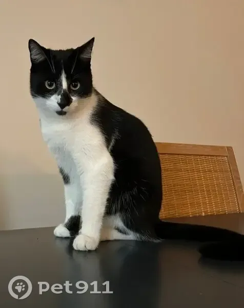 Chat blanc/noir perdu à Grasse - photo