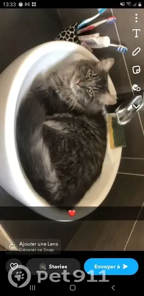 Chat gris long poil perdu à La Billonière - photo