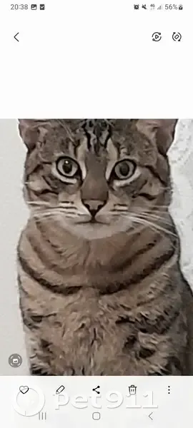 Chat tigré perdu à Bordeaux - photo