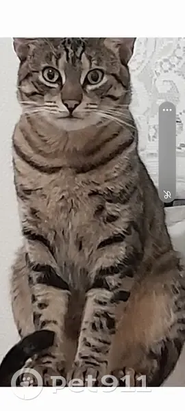 Chat perdu tatoué oreille droite - photo