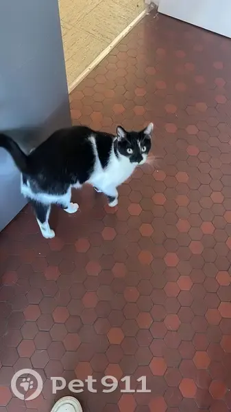 Chat noir et blanc perdu à Élancourt - photo