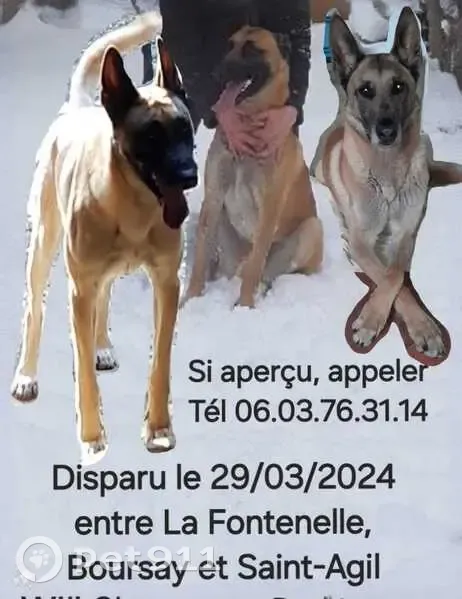 Malinois perdu à Montotin, 7 ans - photo