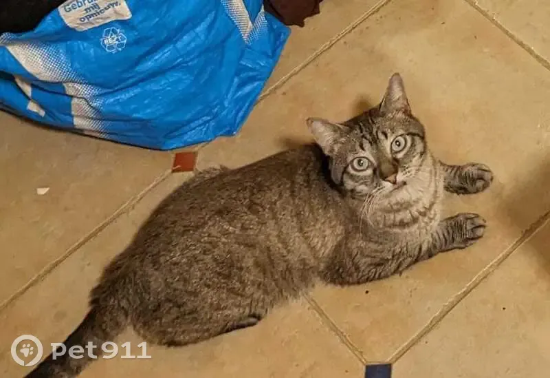 Chat tigré perdu à Pénestin - photo