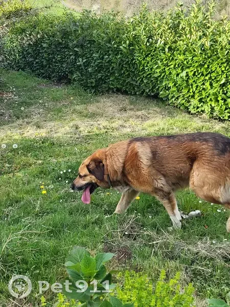 Chien perdu à Saint-Bertrand - photo