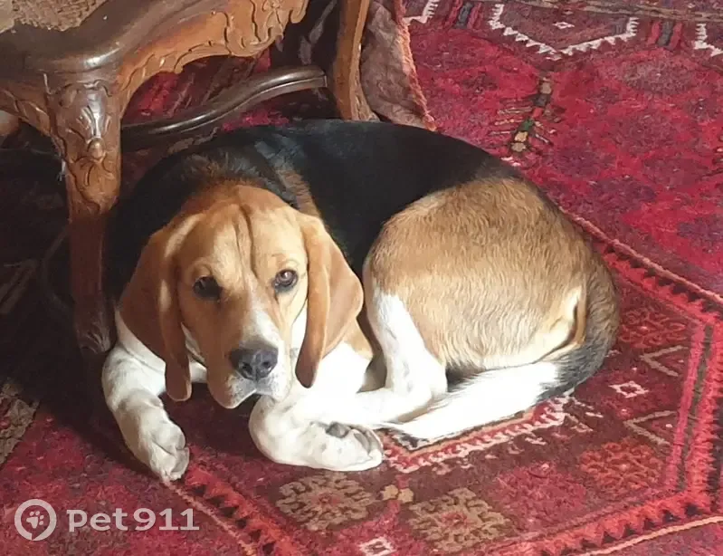 Chien Beagle perdu au Malzieu - photo
