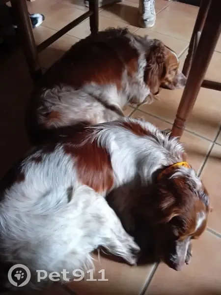 Chien et son chiot perdus - photo