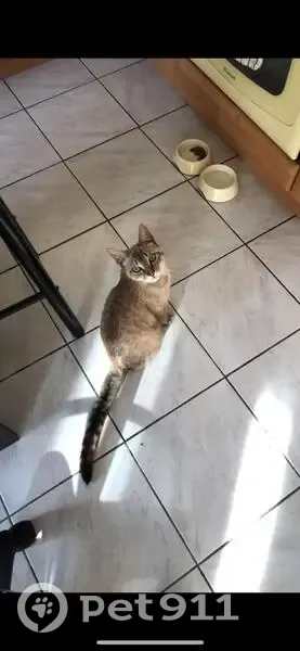Choupi, Siamese gris-blanc, perdu - photo