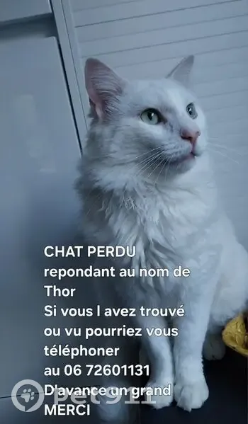 Chat blanc perdu, yeux verts à Langueux - photo