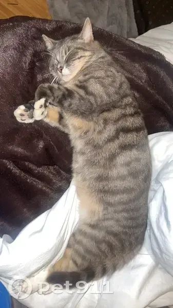Chat gris perdu à Lille - 2 ans - photo