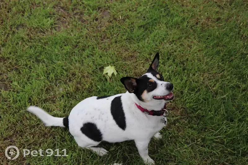 Jack Russell dodue perdue à La Bastide - photo