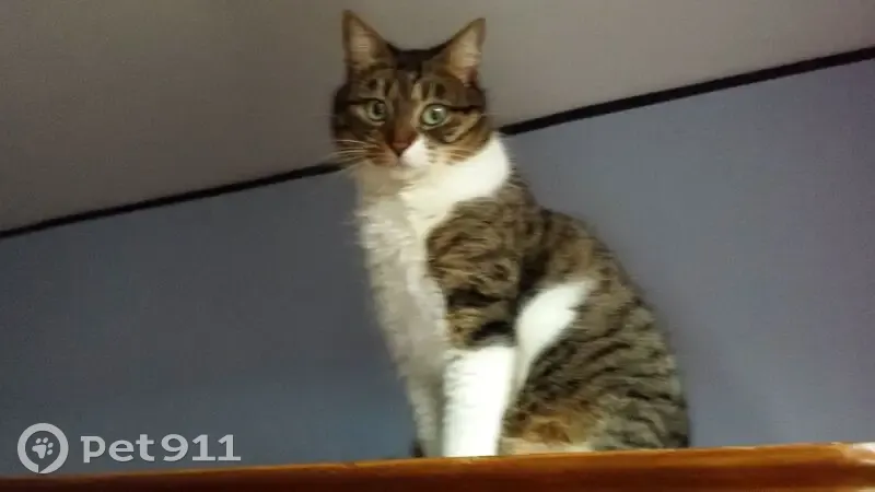 Chatte craintive perdue à Liverdun - photo