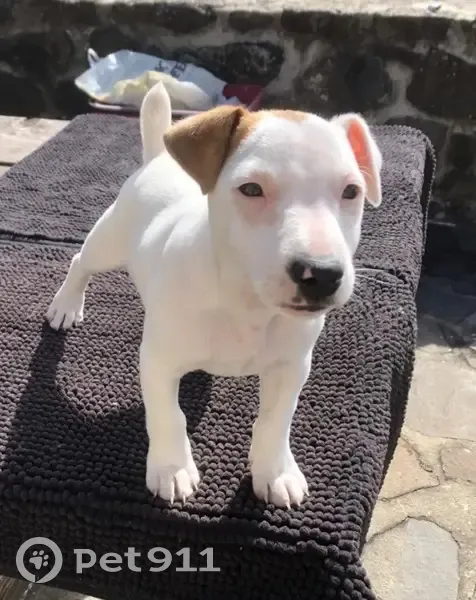 Chiot Jack Russell perdu à Aubignas - photo