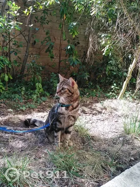 Chat perdu à Arcachon, Allée 22 - photo