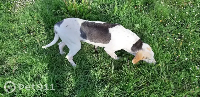 Chien trouvé à Argentine, non ID - photo