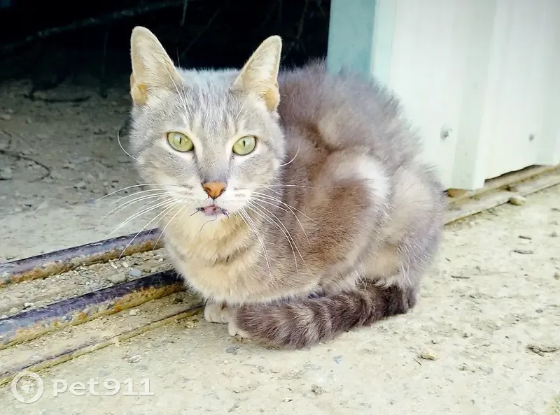 Chat gris mâle perdu retrouvé - photo
