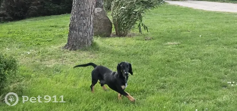 Chien croisé teckel trouvé - photo