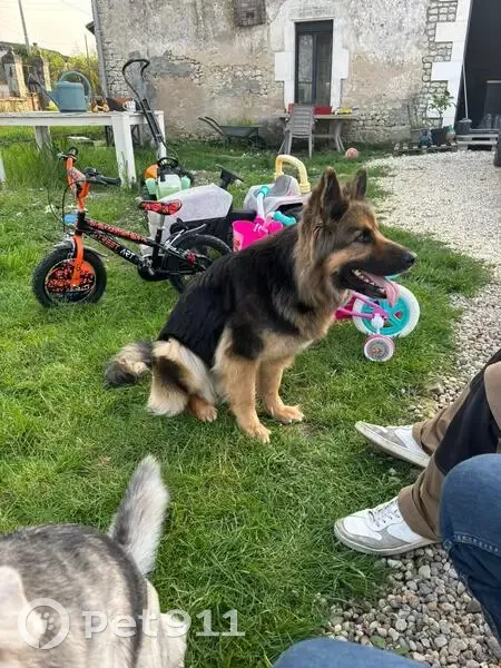 Berger Allemand Perdu à Barbezieux - photo
