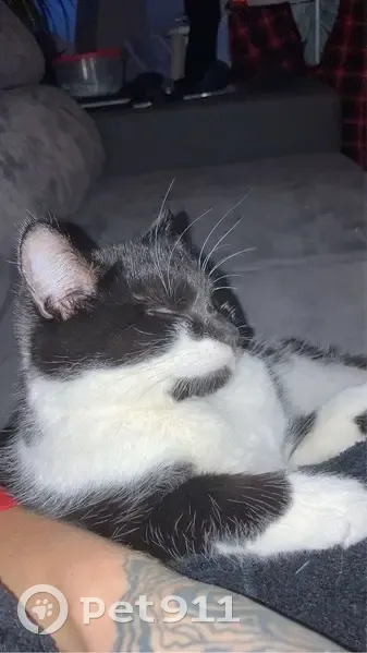 Chatte Néra disparue à Saint-Prix - photo