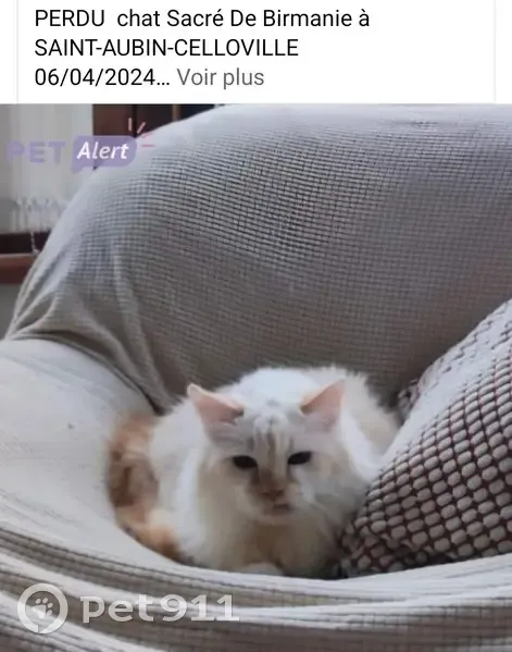 Chat âgé Jinbei disparu à Saint-Aubin - photo