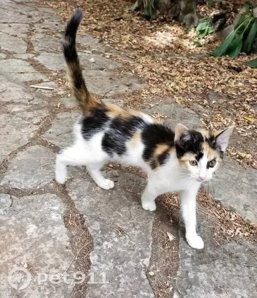 Chaton Isabelle perdu à Carcassonne - photo