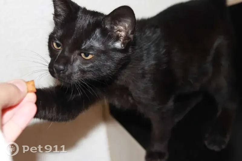 Chat perdu: Baki, noir, tache blanche - photo