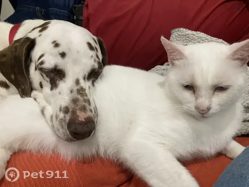 Chat blanc perdu à Landevieille - photo