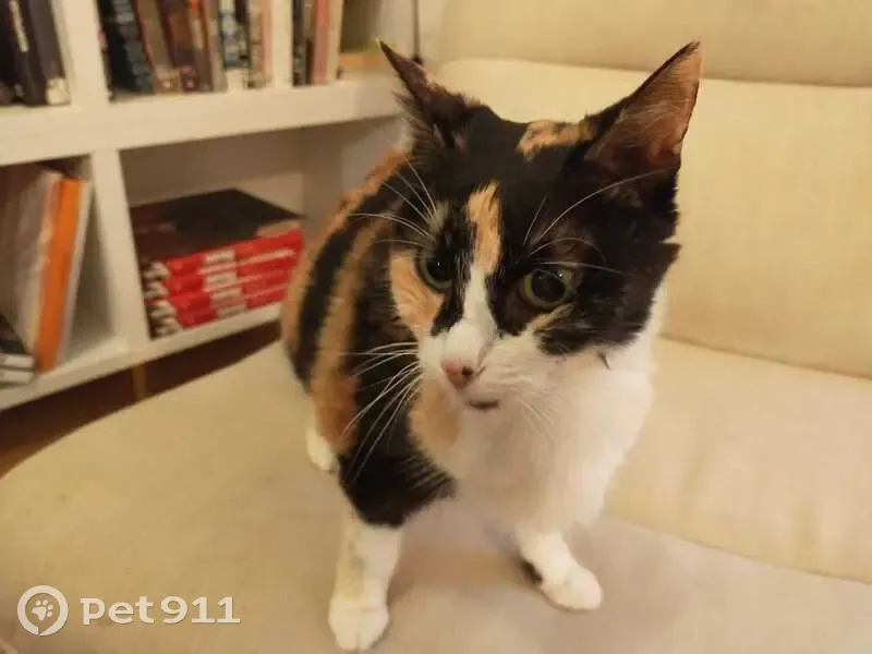 Pistache, chatte tricolore perdue - photo
