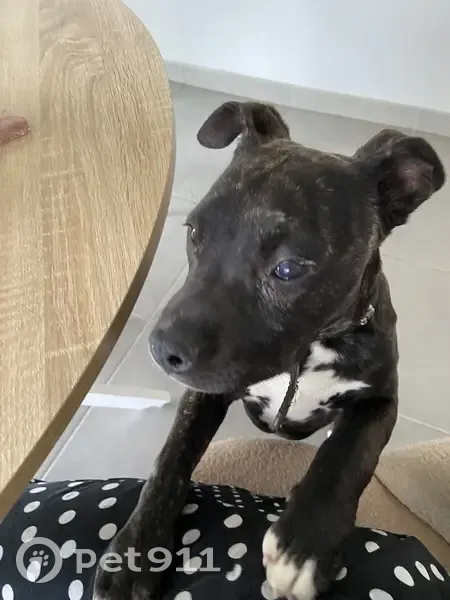 Chiot bringé trouvé à Cugnaux - photo