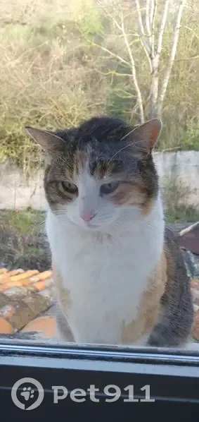 Chat tricolore sociable trouvé - photo