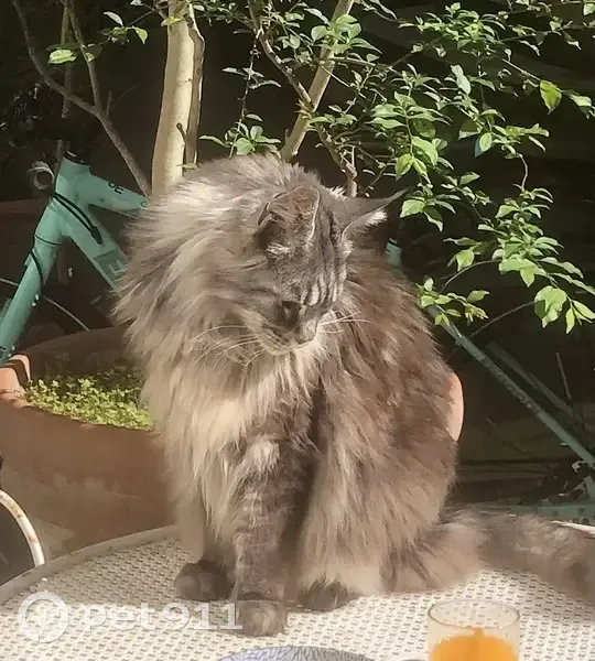 Perdu: Maine Coon gris, yeux verts - photo