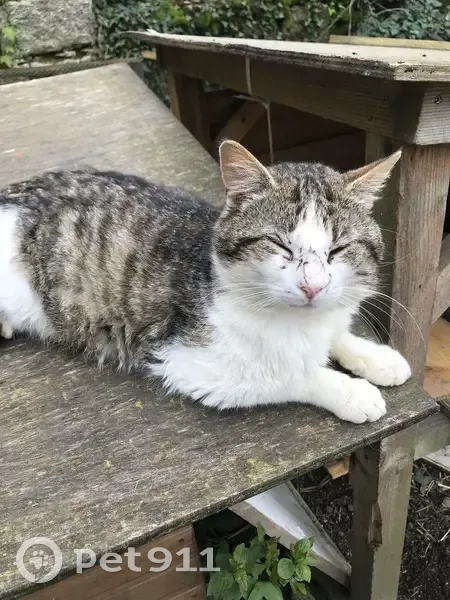 Chat gris-blanc trouvé à Neuvy-Bouin - photo