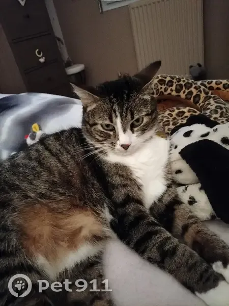 Avis de recherche: Chat Aya - photo