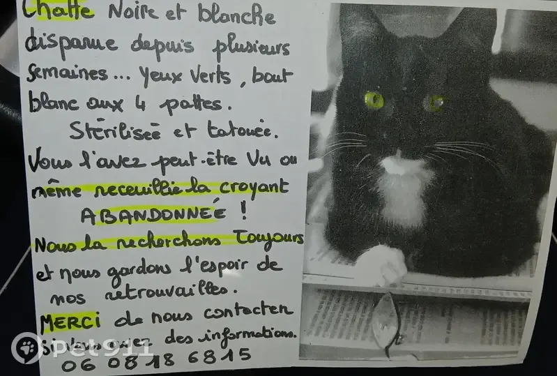 Chatte noire et blanche perdue - photo