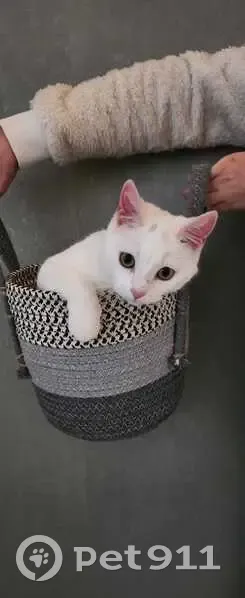 Athena, chaton blanc perdu - photo